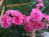 Baronesse Baronesse