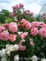 Tickled Pink Tickled Pink