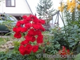 Scarlet Meillandecor Scarlet Meillandecor