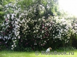 Paul’s Himalayan Musk Paul’s Himalayan Musk
