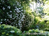 Paul’s Himalayan Musk Paul’s Himalayan Musk