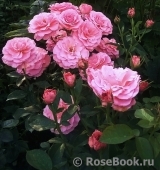 Tickled Pink Tickled Pink
