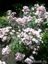 Heavenly Pink Heavenly Pink
