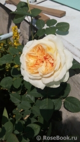 Apricot Sky ® Apricot Sky ®