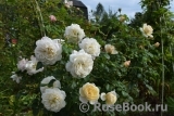 Crocus Rose® Crocus Rose®