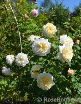 Crocus Rose® Crocus Rose®