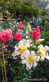 Rosarium Uetersen Rosarium Uetersen