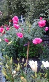 Rosarium Uetersen Rosarium Uetersen