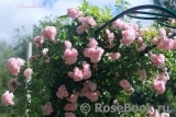 Rosenholm Rosenholm