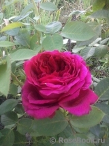 Rose des 4 Vents Rose des 4 Vents