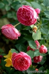 Boscobel Boscobel
