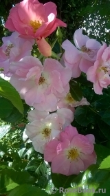 Pink Robusta Pink Robusta