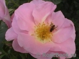 Pink Robusta Pink Robusta