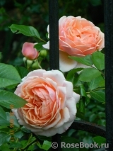Elizabeth Stuart Elizabeth Stuart