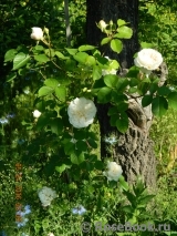 Colonial White Colonial White