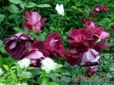 Burgundy Ice Burgundy Ice