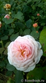 A Shropshire Lad A Shropshire Lad