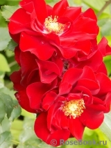 Roter Korsar Roter Korsar