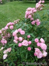 Heavenly Pink Heavenly Pink