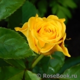 Friesia Friesia
