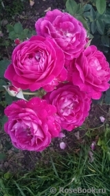 Scent of Woman ® Scent of Woman ®