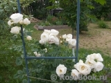 Uetersener Klosterrose Uetersener Klosterrose