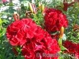 Roter Korsar Roter Korsar