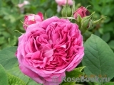 Reine des Violettes Reine des Violettes