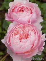 The Alnwick Rose The Alnwick Rose