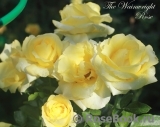 Wainwright Rose, The Wainwright Rose, The