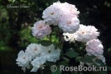 Beatrix Potter Beatrix Potter
