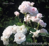 Beatrix Potter Beatrix Potter