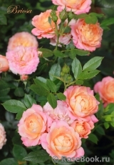 Briosa ® Briosa ®