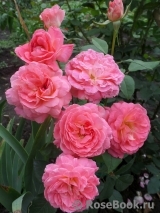 Comtesse de Provence®