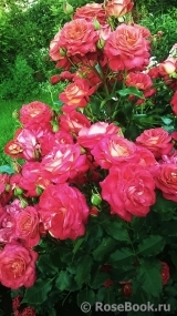 Midsummer Midsummer