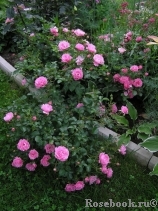 Sommerwind Sommerwind