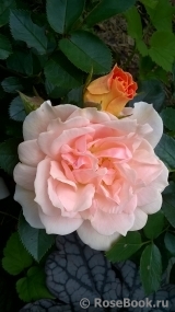 Garden of Roses Garden of Roses