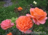 Rosemary Harkness Rosemary Harkness