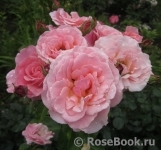 Tickled Pink Tickled Pink