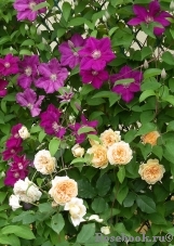 Crown Princess Margareta® Crown Princess Margareta®