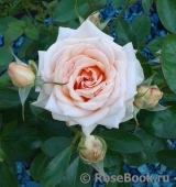 Caron Keating Rose Caron Keating Rose