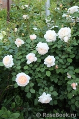 Crocus Rose® Crocus Rose®