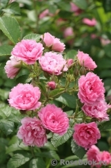 Pink Grootendorst