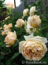 Crown Princess Margareta® Crown Princess Margareta®