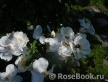 White Star White Star