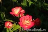Midsummer Midsummer