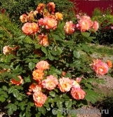 Westerland Westerland