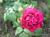 Scent of Woman ® Scent of Woman ®