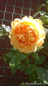 Golden Celebration® Golden Celebration®
