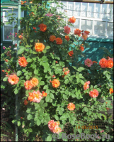 Westerland Westerland